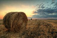 Bales of hay