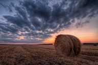 Bales of hay