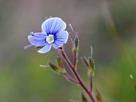 Mountain flowers