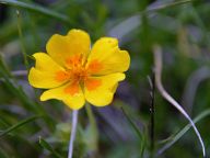 Mountain flowers