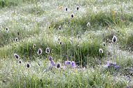 Lawn with dew drops