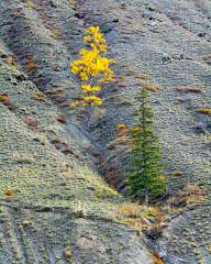 Autumn in Altai