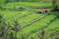 Rice fields