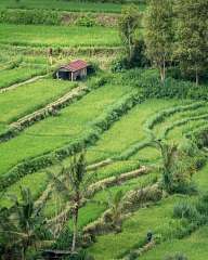 Rice fields