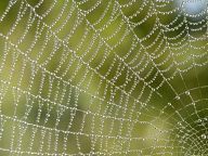 Spider web with dew drops