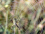 Spider with dew drops