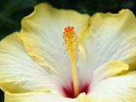 Hibiscus