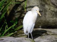 Birds in the park Kuala Lumpur