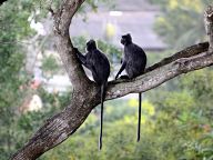 Monkeys in Kuala Selangor