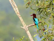 Birds in Kuala Selangor