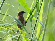 Birds in Kuala Selangor