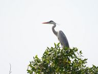 Birds in Kuala Selangor