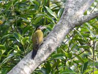 Birds in Kuala Selangor