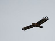 Birds in Kuala Selangor