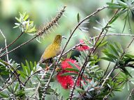 Birds in Fraser's Hill