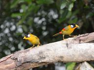 Birds in Fraser's Hill