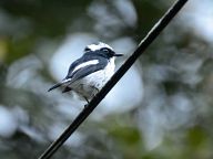 Birds in Fraser's Hill