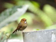 Birds in Fraser's Hill