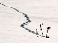 Footsteps in the snow