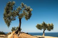 Olive trees