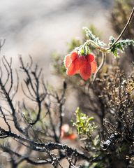 Colca canyon