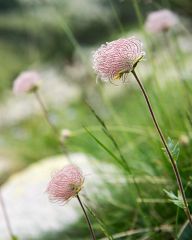 Flowers near the Popovo lake