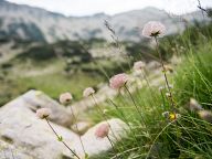 Flowers near the Popovo lake