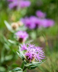 Flowers near the Popovo lake