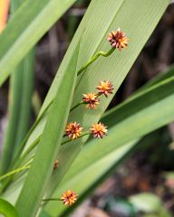 Beautiful flowers along the path