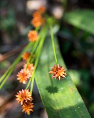 Beautiful flowers along the path