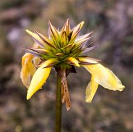 Flowers at the base of the mountain