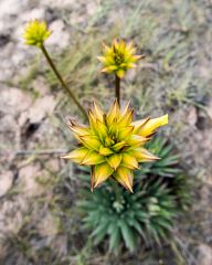 Flowers at the base of the mountain