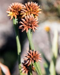 Flowers from Roraima