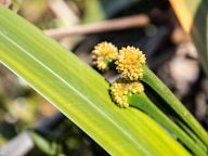 Flowers from Roraima