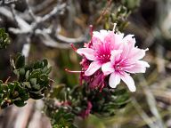 Flowers from Roraima