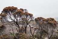 Roraima - the strangest mountain