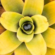 Flowers from Roraima