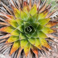 Flowers from Roraima