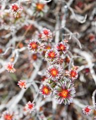 Flowers from Roraima