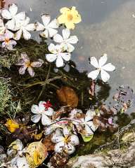 Flowers in the lake