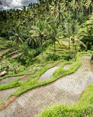 Rice terraces, Tegalalang