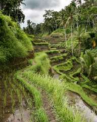 Rice terraces, Tegalalang