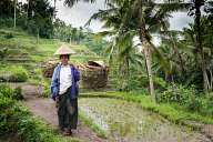 Rice terraces, Tegalalang