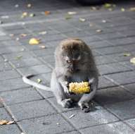 Ubud