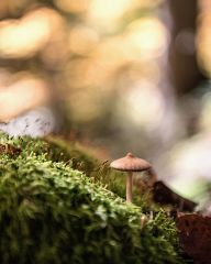 Mushrooms in the forest