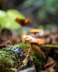 Mushrooms in the forest