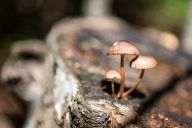 Mushrooms in the forest