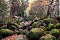 Autumn of Vitosha