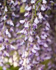 Wisteria