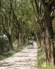 Tuscan road